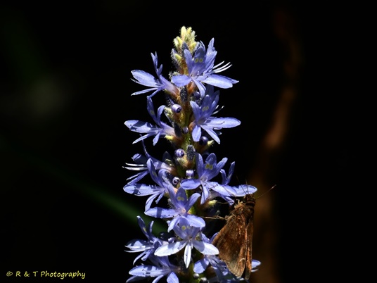 {Pontederia cordata var. cordata}